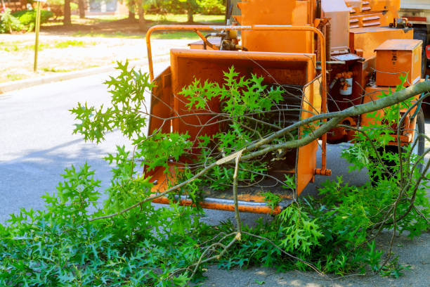 Best Hazardous Tree Removal  in Flat Rock, NC