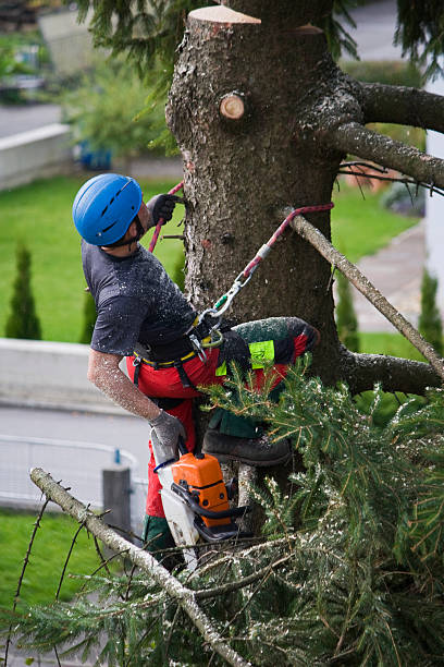 Best Lawn Watering Services  in Flat Rock, NC